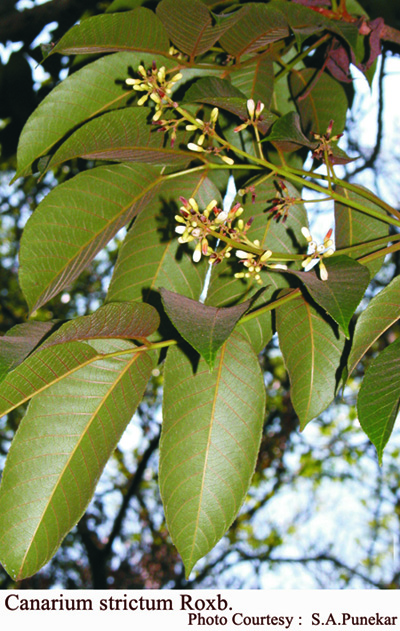 Canarium strictum Roxb.